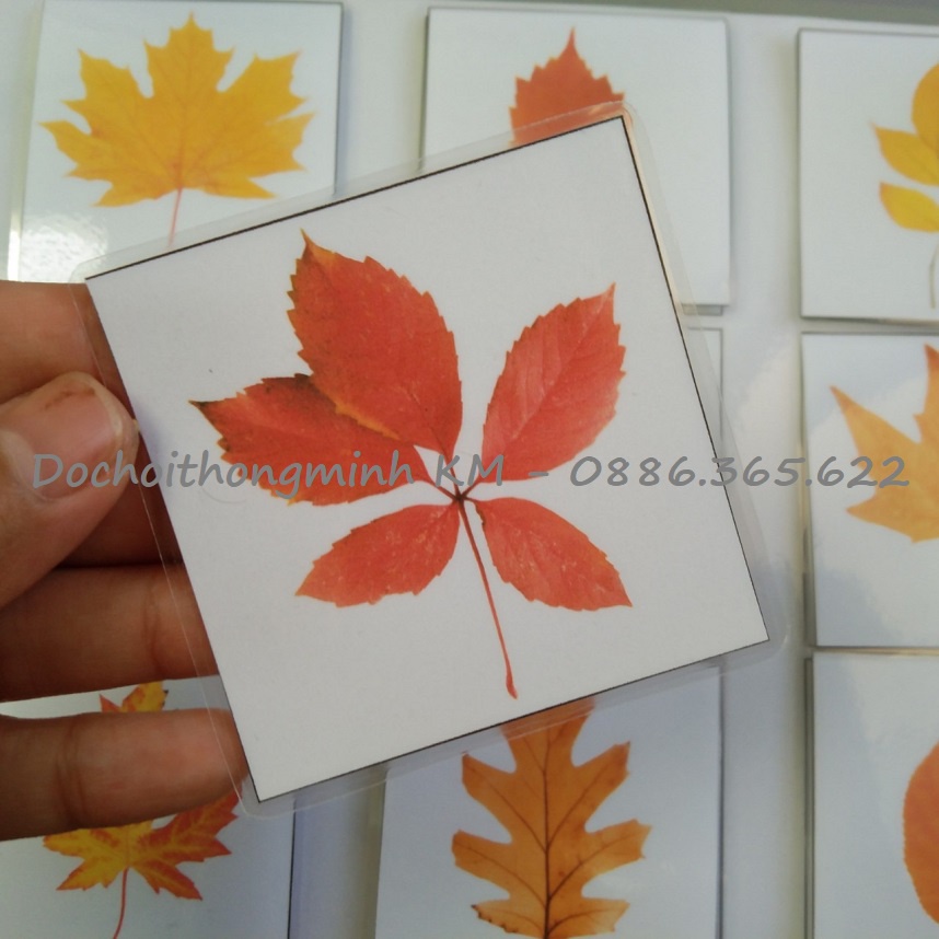 HỌC LIỆU - MATCHING tìm hình của lá