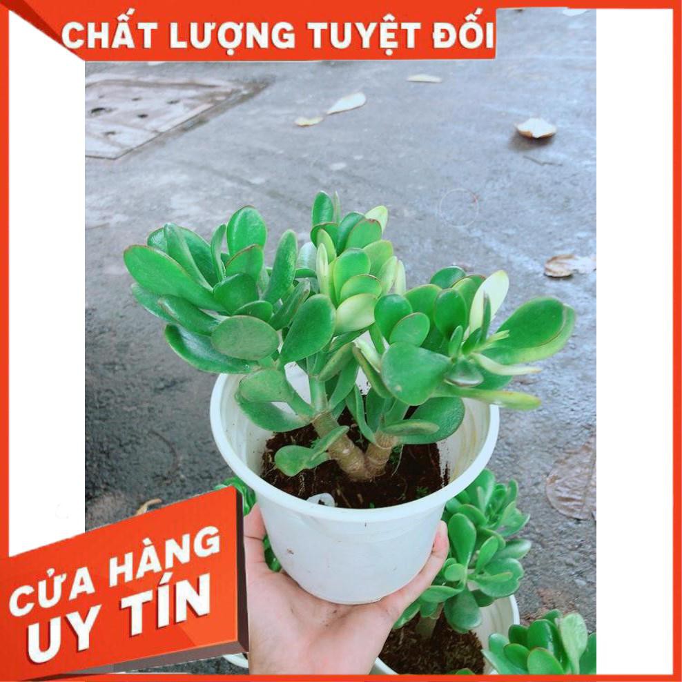 Chậu Ngọc Bích Nhiều Người Mua