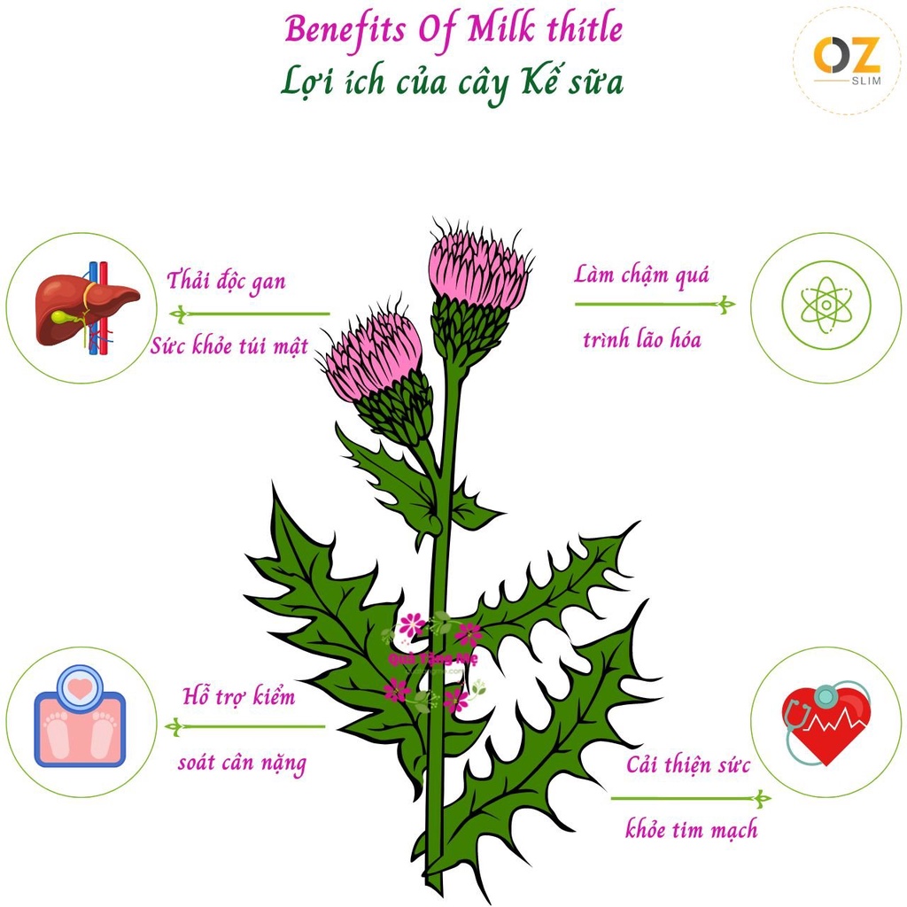 Giải độc Gan Úc Healthy Care Liver Detox 100 Viên, Giúp Giải Độc Gan, Thanh Lọc Cơ Thể, Giảm Mụn Nhọt, Dị Ứng Và Bảo Vệ