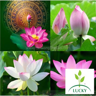 15h Hạt Giống Sen Ta Mix (C1.103 | XOP)  THANHHUONG