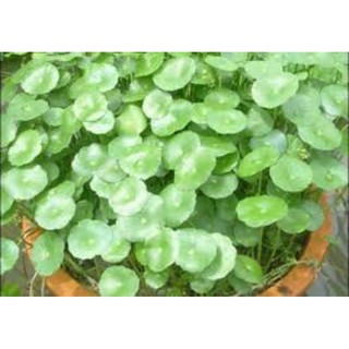 cây cỏ đồng tiền
