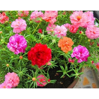 Hạt giống hoa mười giờ mix màu