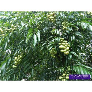 Cây giống mắc mật 19K