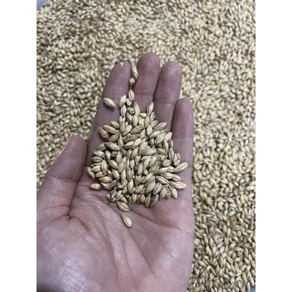 Hạt đại mạch nguyên vỏ cho chim, vẹt