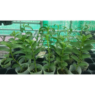 Hoa lan Giả hạc Blue cực đẹp