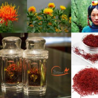 Hồng hoa tây tạng