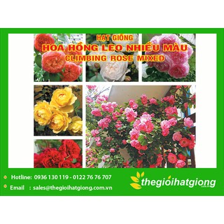 combo hat hoa đà lạt