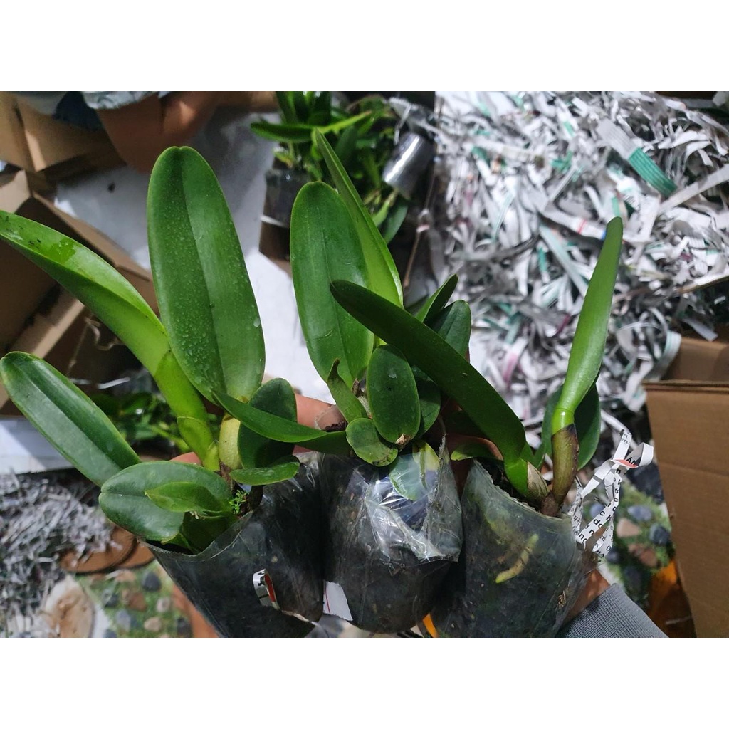 combo 10 chậu cattleya hàng giống  10 màu giá siêu rẻ