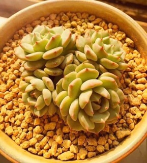 Akadama Nhật Bản