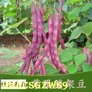Hạt giống đậu xanh Carob 20h