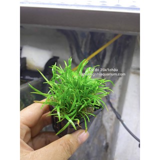 Cây cỏ đỏ thuỷ sinh