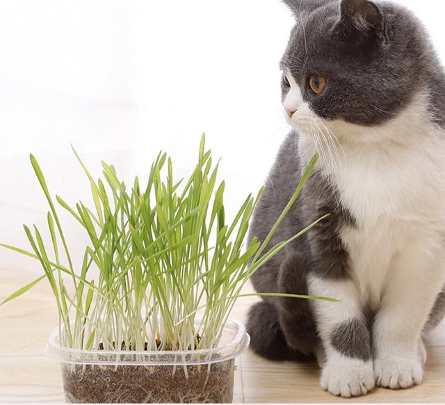 Trồng cỏ cho mèo cỏ lúa mì bộ kit dễ trồng tiêu hoá thải búi lông, sạch răng Con Mèo Xiêm