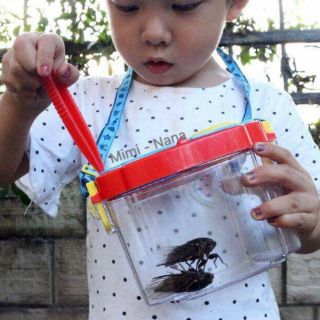 Hộp quan sát côn trùng
