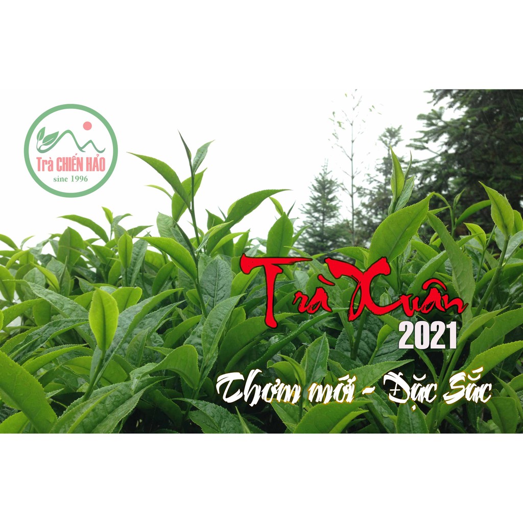 Bộ 10 gói Trà mầm thượng hạng vụ Xuân 2021. Trà Hà Giang chuẩn shan tuyết cực ngon, thương hiệu danh tiếng Trà Chiến Hảo