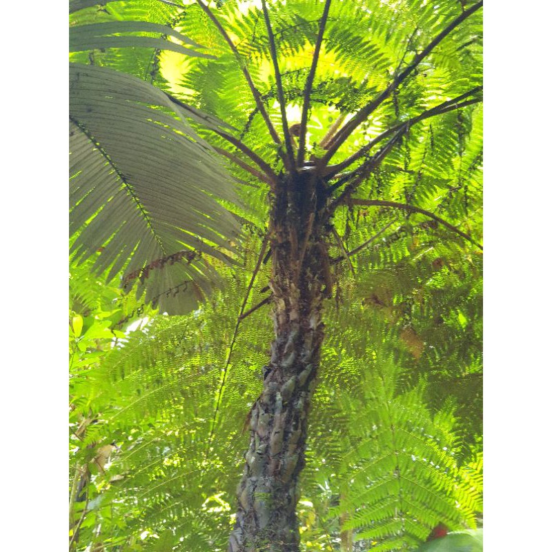 Dương xỉ thân gỗ _ cây Quyết cổ đại cây 60cm