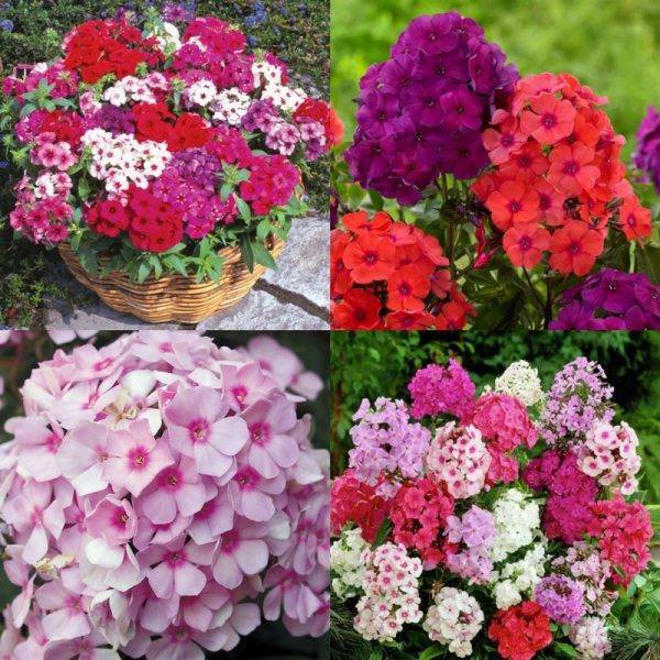 Shop 1K - ⚡️ HẠT GIỐNG HOA THANH TRÚC 50 HẠT⚡️ TUỔI THỌ CAO MIX MÀU