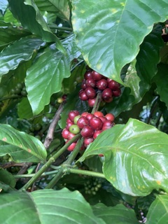 Cà phê robusta 100% nguyên chất