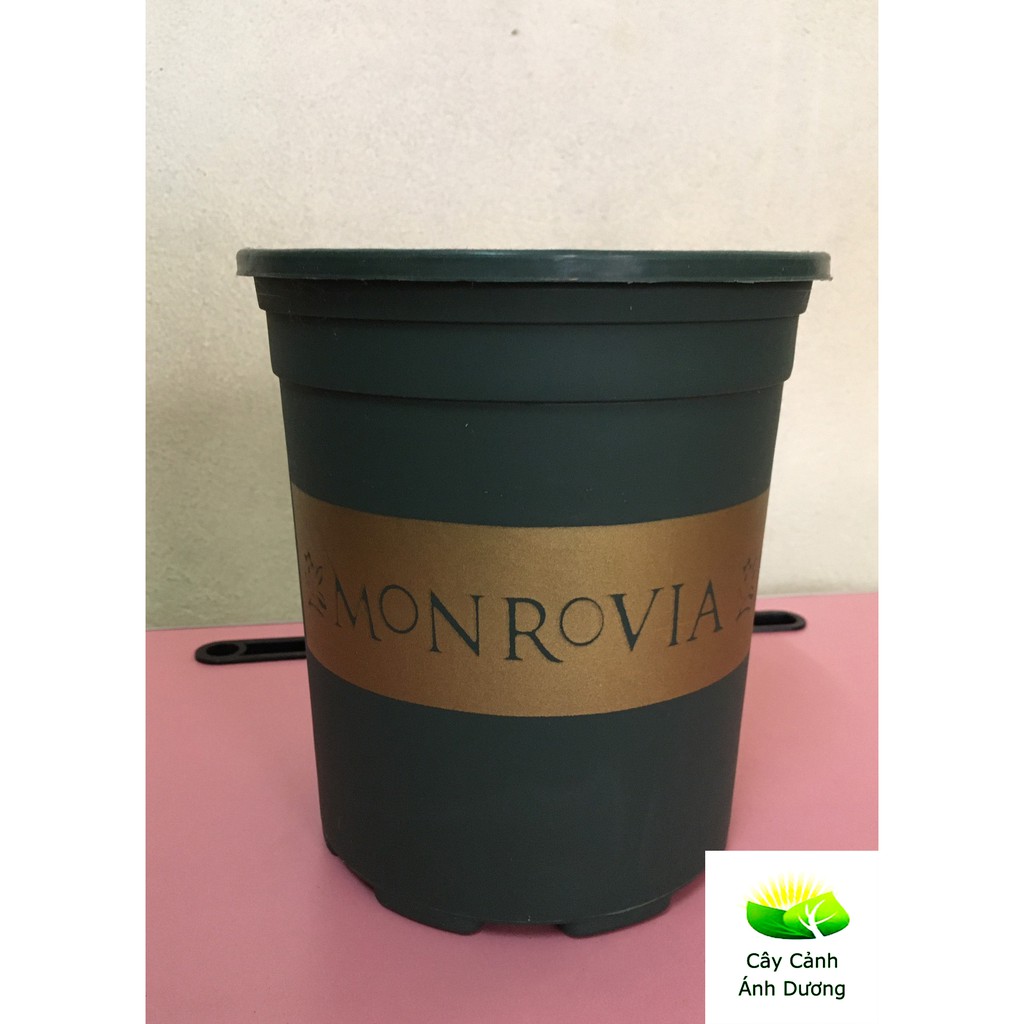 Chậu trồng cây Monrovia 1 Gallon và 1,5 Gallon (xanh, đen)