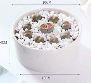 Lithop Thạch Lan (sỉ 7k)