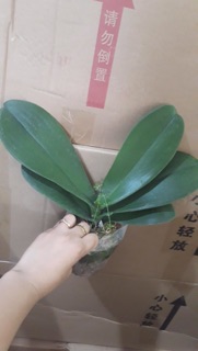 Lan hồ điệp cây đại hoa đại