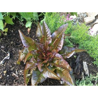 Hạt Giống Rau Diếp Thơm Tím (5Gr) - Dễ Trồng, Giàu Dinh Dưỡng, Năng Suất Cao - MUA 3 TẶNG 1 CÙNG LOẠI