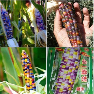 30 Hạt giống ngô ngũ sắc ( ngô kim cương )