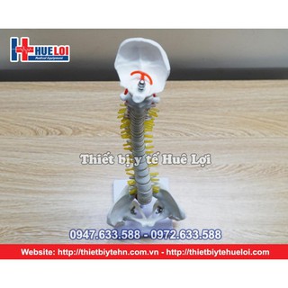 Mô hình cột sống 45cm