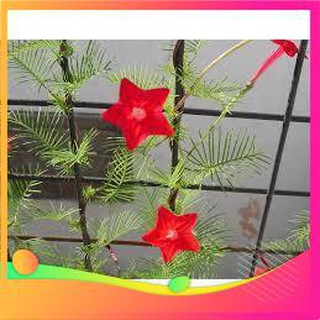 Hạt giống hoa tóc tiên mix - 10 hạt vietgar