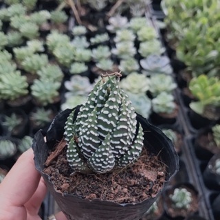 Sen đá móng rồng cúp