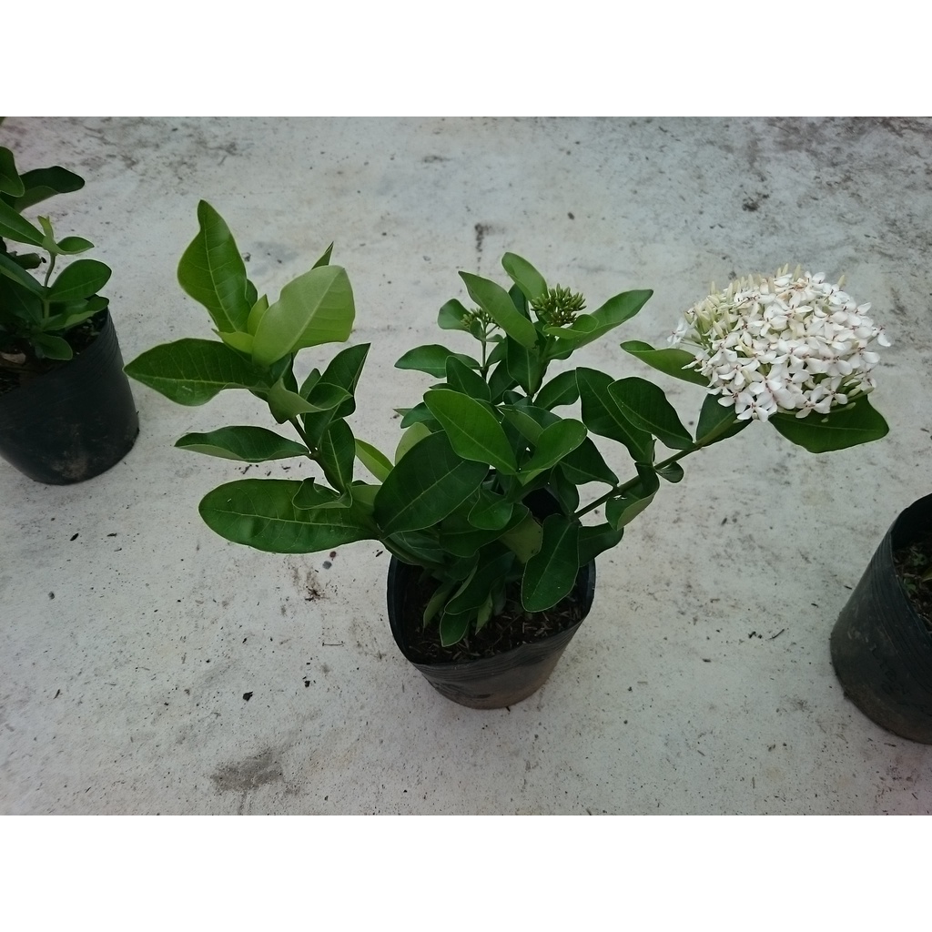 Cây Mẫu Đơn Trắng  - cây bông trang trắng