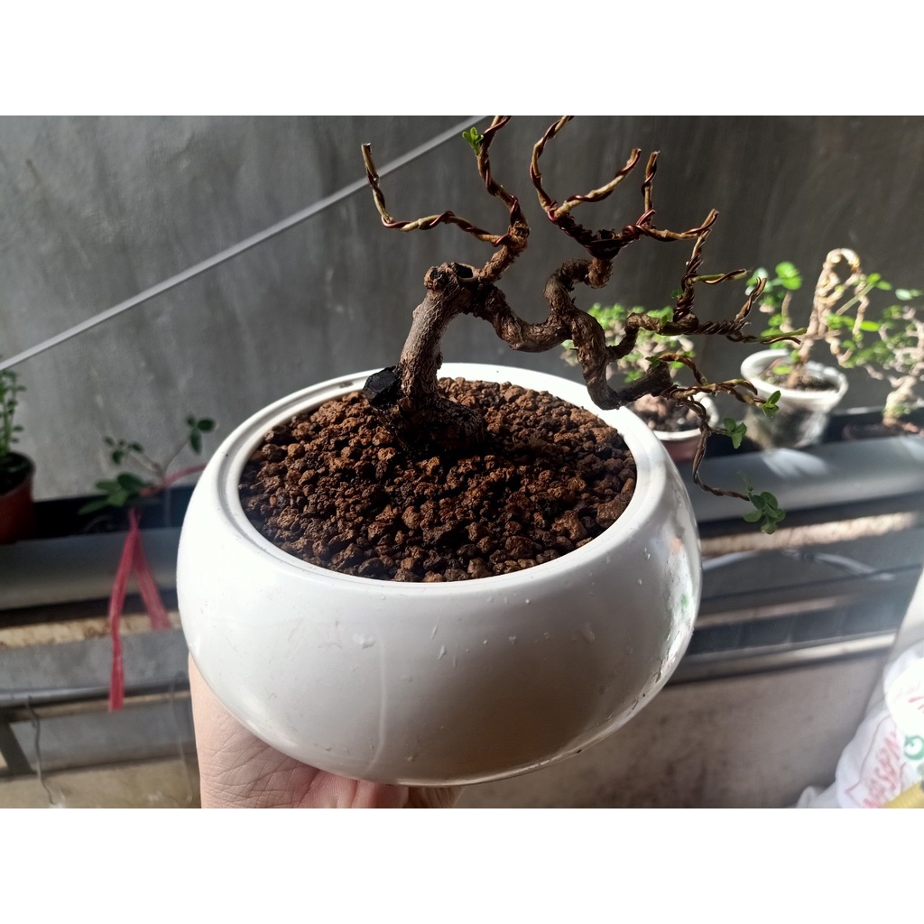 Đất trồng, giá thể chuyên dụng dành cho bonsai trộn sẳn akadama,pumic,lava  nhập khẩu Nhật Bản  14 lít