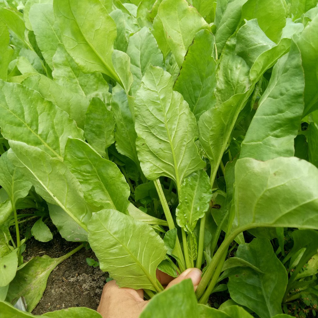 Gói 500g Hạt giống cải bó xôi chịu nhiệt