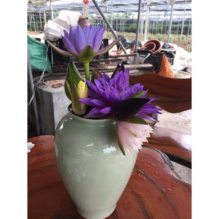  CỦ HOA SÚNG THÁI MINI GIỔNG, CỦ TO, NHIỀU MÀU, mixx màu