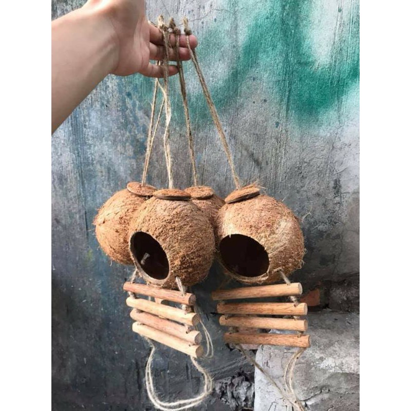 Hang trú bằng gáo dừa có thang leo siêu xịn, đẹp
