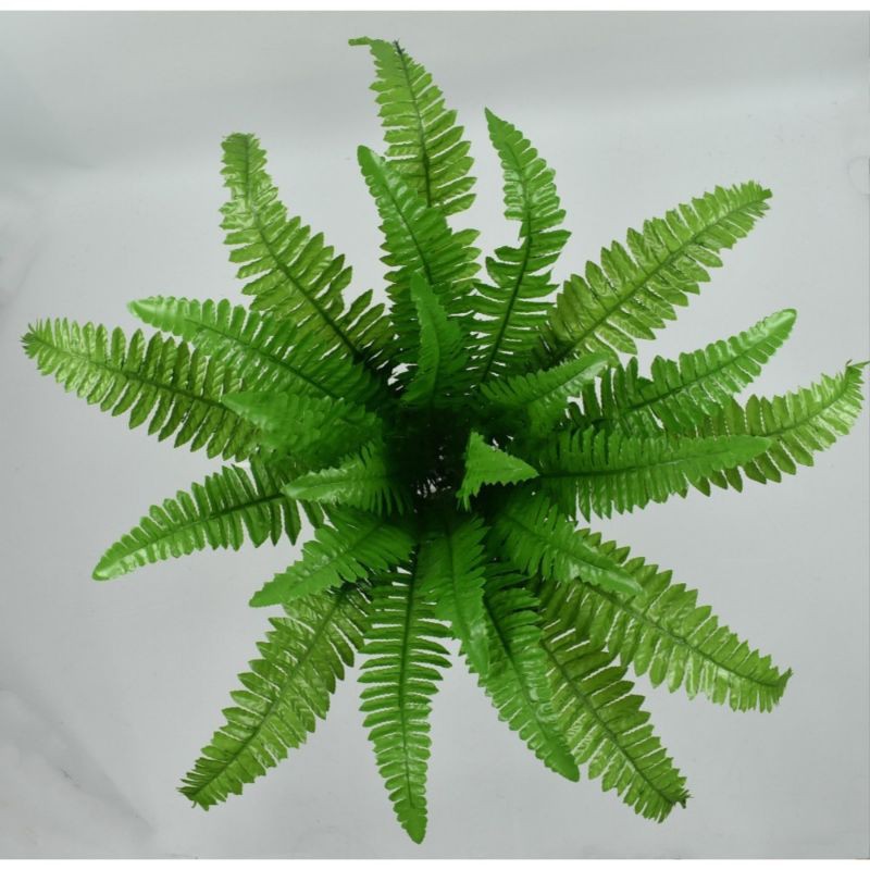 Cây dương xỉ treo tường , cây dương xỉ trang trí