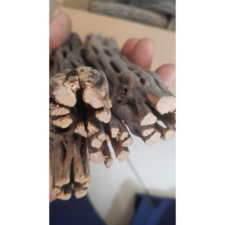 Lũa CHOLLA (15 X 2CM)