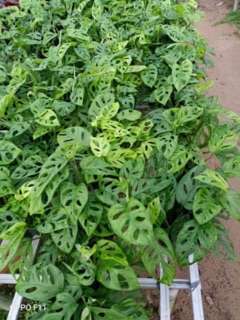 Trầu bà lỗ