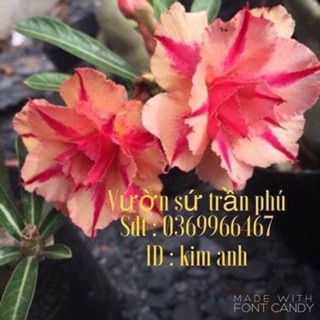 Hoa sứ kim anh