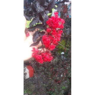 CÂY HOA TƯỜNG VI ĐỎ