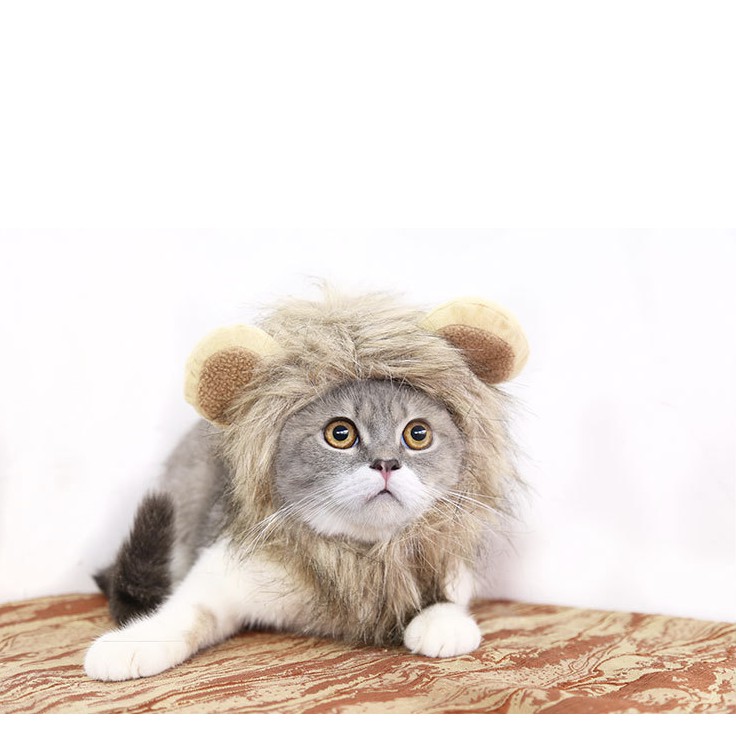 Nón cho chó mèo bờm sư tử cosplay, mũ đội thời trang cho thú cưng Con Mèo Xiêm