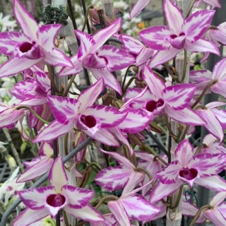 Hoa lan giả hạc, phi điệp chớp Mỹ M168