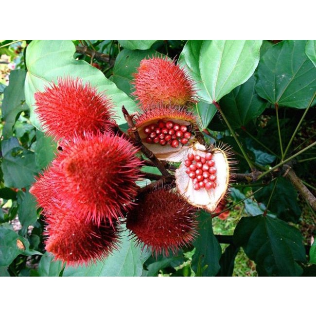 Hạt điều màu đỏ tạo màu tự nhiên {500gr}