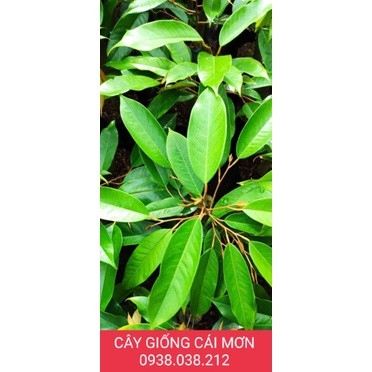 CÂY GIỐNG SẦU RIÊNG MOONTHONG THÁI LAN / SẦU RIÊNG DONA