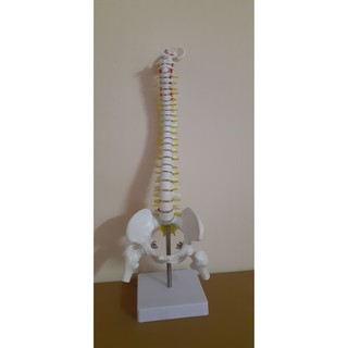 Mô hình cột sống 45cm