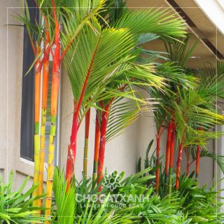 Cây 🌲 Cau đỏ...phong thủy cao 1m6