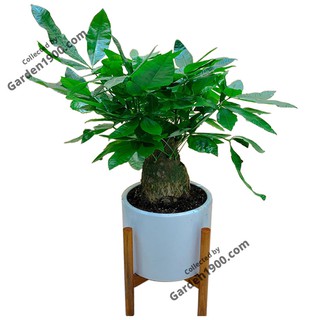 Cây kim ngân củ cỡ đại size nhỡ - Cây kim ngân nhất trụ size nhỡ - Garden1900