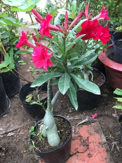 Cây hoa sứ thái siêu hoa
