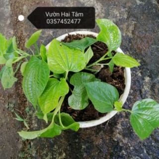 cây lá lốt