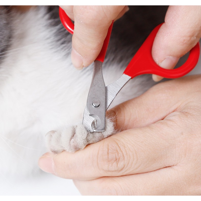 Kéo cắt móng size mini cho Chó Mèo Thỏ, Bọ, Sóc Bông, Sóc Đất, Sóc Bay Úc...