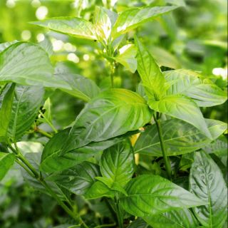 Cây cẩm tím đậm (cây to)